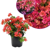 Set 2 Blush Pink Bougainvillea Live Plant 5-7 Inch Tall