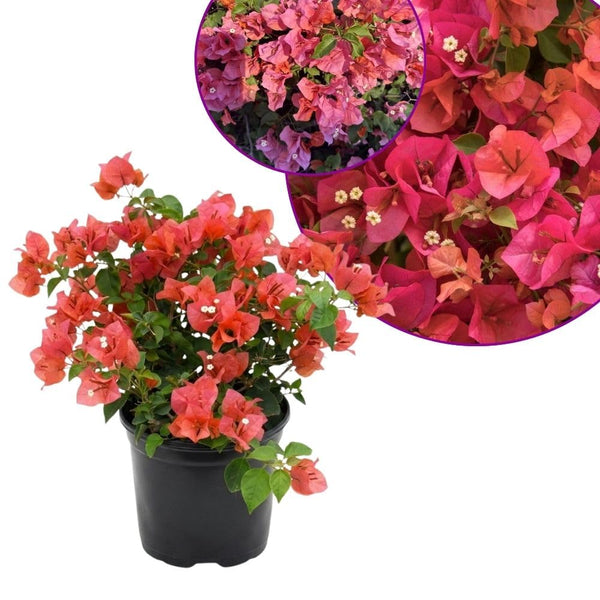 Set 2 Blush Pink Bougainvillea Live Plant 5-7 Inch Tall