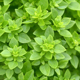 3 Greek Basil Plants Live, Basil Herb Plant Live, 4-7 Inch Tall