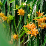 Yellow Dragon Fruit Live Plant, Edible Tropical Fruit Plant, 3-6 Inch Tall