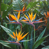 Set 3 Orange Bird of Paradise Live Plant 4-7 Inch Tall