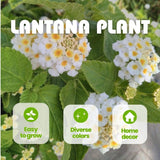 Set 2 White to Yellow Lantana Live Plant 4-6 Inches Tall