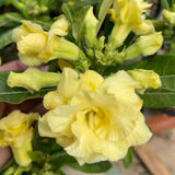 Yellow Live Desert Rose Plant, Home Garden Plant, 4-6 Inch Tall