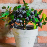 6 Huckleberry Live Plants, Sweet Edible Berry Bush, 1-3 Inch Tall