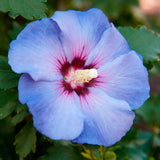 Blue Yellow Hibiscus Plant Live, Home Garden Plant, 5-7 Inch Tall