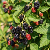 2 Navaho Black Berry Live Plants, Well-Rooted Starter Plant, 4-6 Inch Tall
