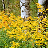 20 Yellow Goldenrod Live Bare Roots