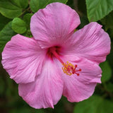 Hibiscus Plant Live, Indoor Outdoor Plant, 4-6 Inch Tall
