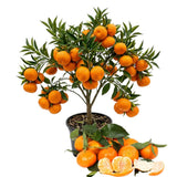 Live Satsuma Mandarin Citrus Tree, Orange Fruit, 1-2 Ft Tall, Gallon Pot