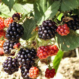 3 Rare BlackBerry Plants Live, Fruit Berry Plant, 3-7 Inch Tall