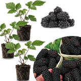 3 Rare BlackBerry Live Plants, Large Berry Fruit Plant, 3-7 Inch Tall