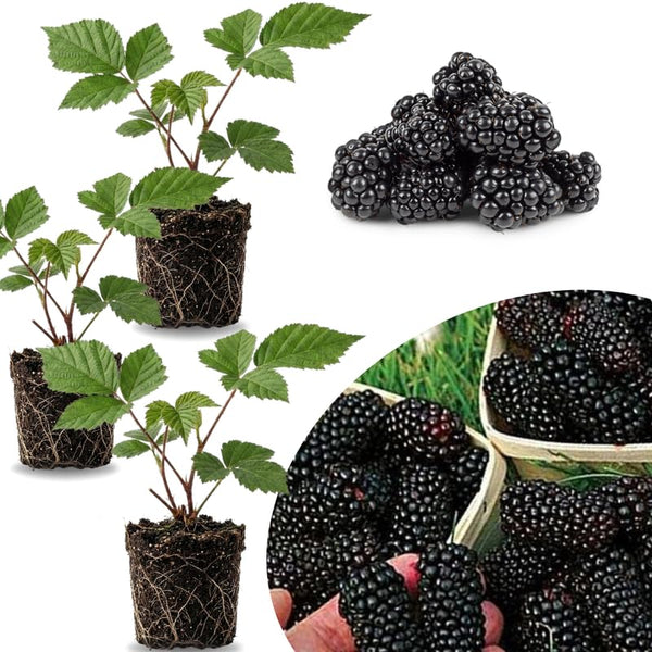 3 Rare BlackBerry Live Plants, Large Berry Fruit Plant, 3-7 Inch Tall