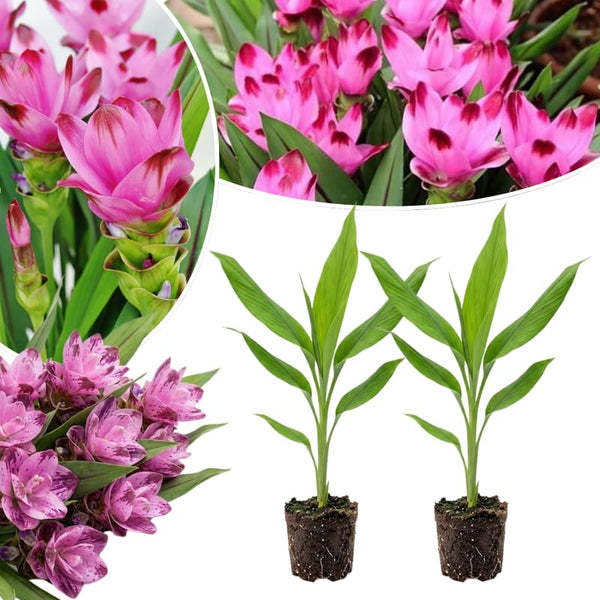2 Pink Red Ginger Live Plants, Ornamental Flowering Ginger Plant for Indoor Outdoor, Colorful Blooming Gingers 4-6 Inches