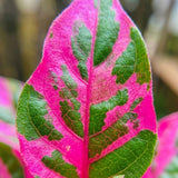 2 Pink Green Alternanthera Live Plants, Garden Border Foliage, 4-6 Inch Tall