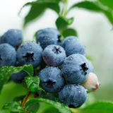 2 Misty Blueberry Live Plants, Indoor Outdoor Plant, 4-7 Inch Tall