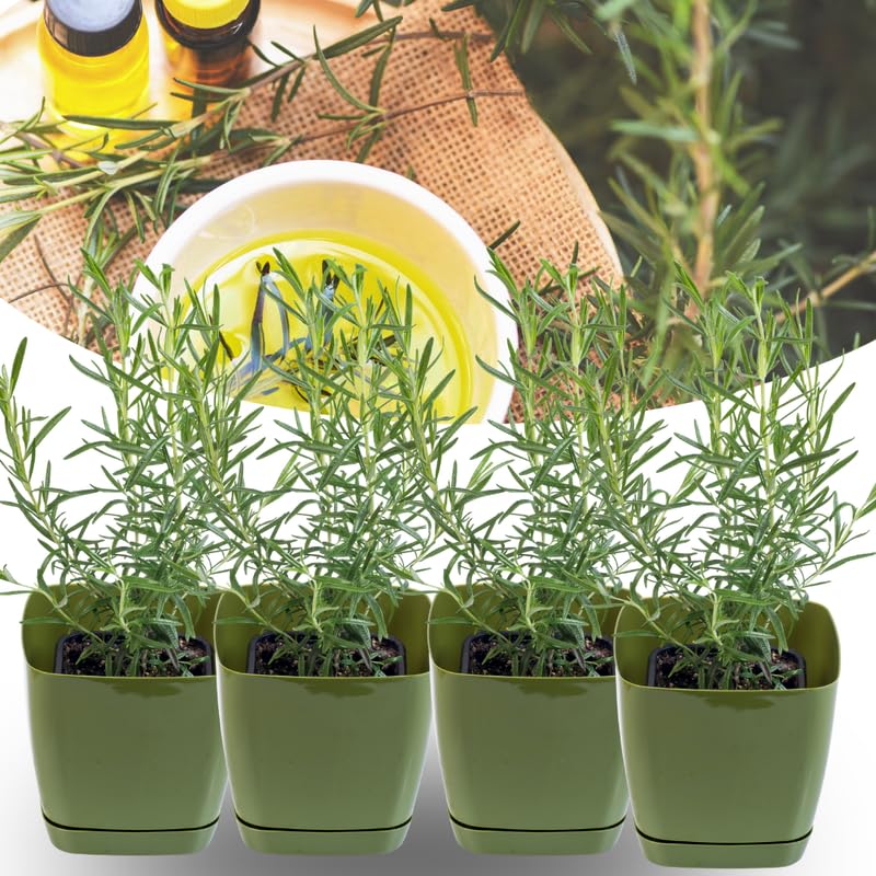 4 Blue Rosemary Live Plants, Culinary Herb Plant, 4-7 Inch Tall