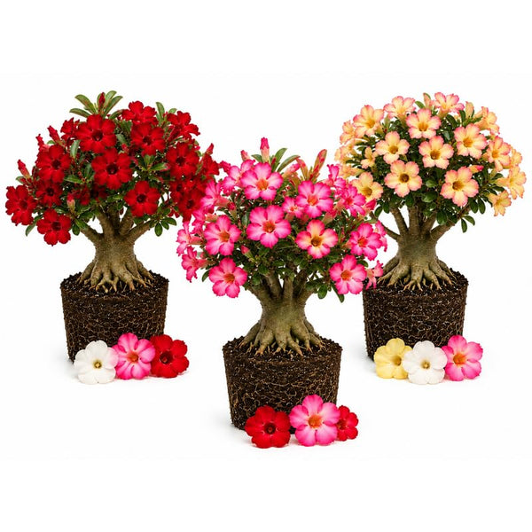 Random Desert Rose Live Plant 4-7 Inches, Colorful Adenium Obesum Succulent Plants for Indoor Outdoor, Hardy, Ready to Grow