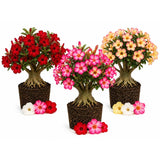 Desert Rose Live Plant 4-7 Inches, Colorful Adenium Obesum Succulent Plants for Indoor Outdoor, Hardy, Ready to Grow