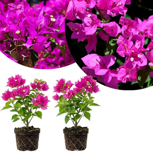 2 Pink Bougainvillea Live Plants, Blooming Climbing Plant, 4-7 Inch Tall