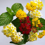 2 White Yellow Lantana Plants Live, Hardy Flowering Perennial, 4-6" Tall