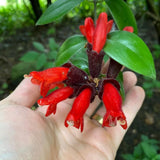 Red Lipstick Live Plant, Well-Rooted Houseplant, 2 Inch Pot