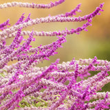 4 Mexican Salvia Sage Live Bushes, Landscape Flower Plant, 4-6 Inch Tall
