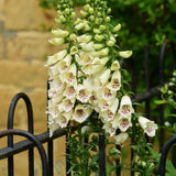 2 White Foxglove Live Plants, Garden Border Flower Plant, 3 Inch Pot
