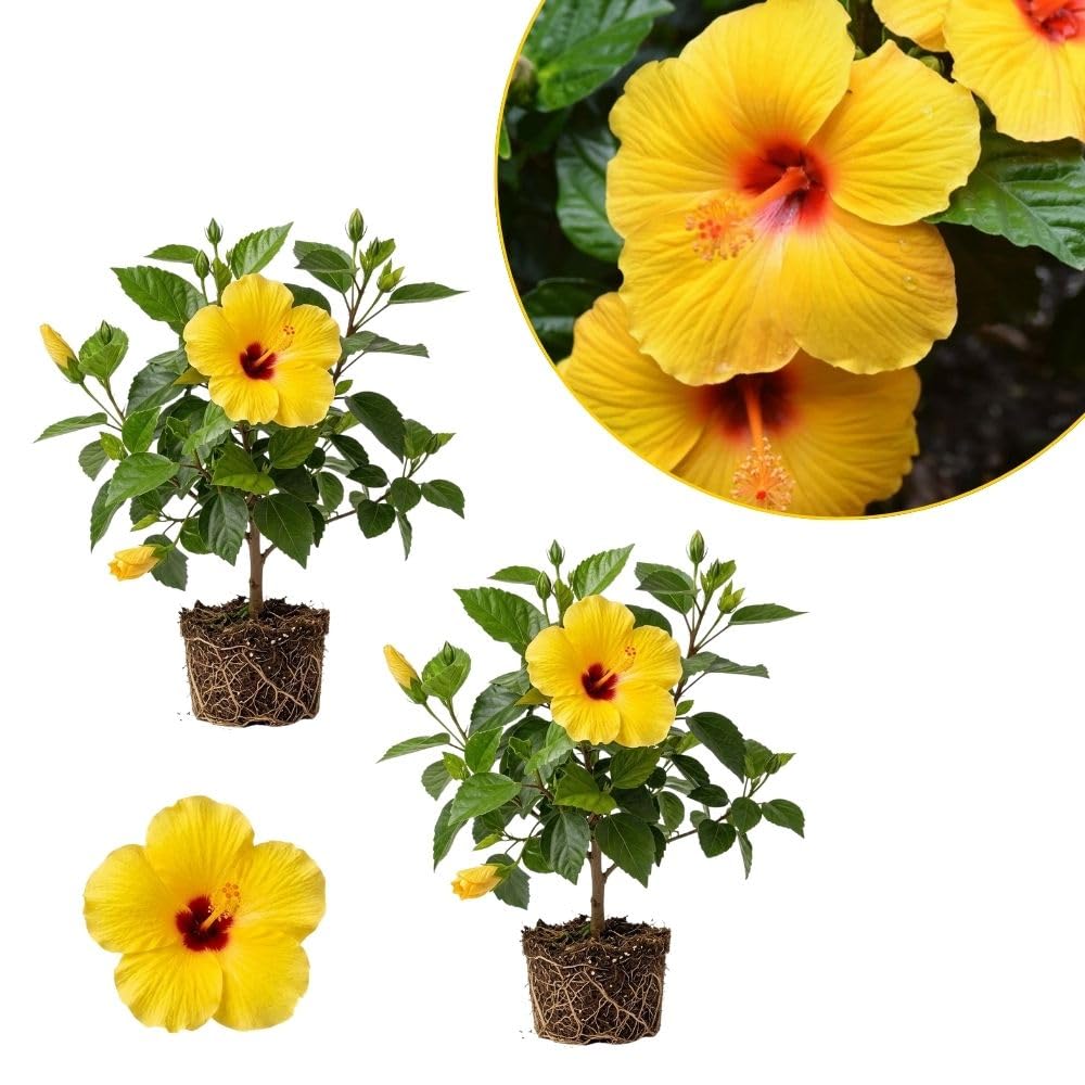 Pack 2 Bright Yellow Hibiscus Plant Live 3-6" Tall