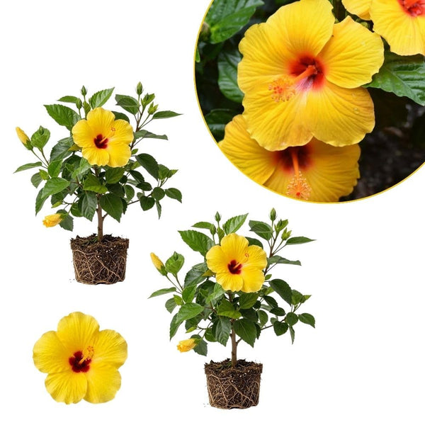 Pack 2 Bright Yellow Hibiscus Plant Live 3-6" Tall