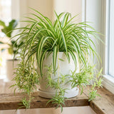 Spider Plant, Variegated Spider Plant Live, 4-6 Inc Tall, Green White Foliage Houseplant for Decoration, No Pot