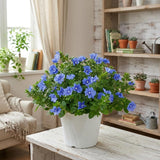 3 Evolvulus Blue Daze Plants Live, Flower Plant, 4-6 Inch Tall
