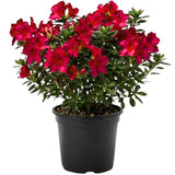 Red Azalea Plant Live in Pot - 6-10 Inch Tall Azalea Shrub