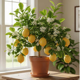 Grafted Meyer Lemon Tree Live Plant, 2 Ft Tall