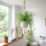 Spider Plant, Variegated Spider Plant Live, 4-6 Inc Tall, Green White Foliage Houseplant for Decoration, No Pot