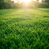 90000 Green Emerald Zoysia Grass Seeds for Planting, Indoor Outdoor Plant