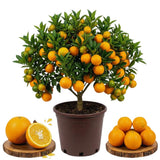 Valencia Orange Tree Live Plant, Fruit Plant Garden, 1-2Ft Tall, 1 Gallon