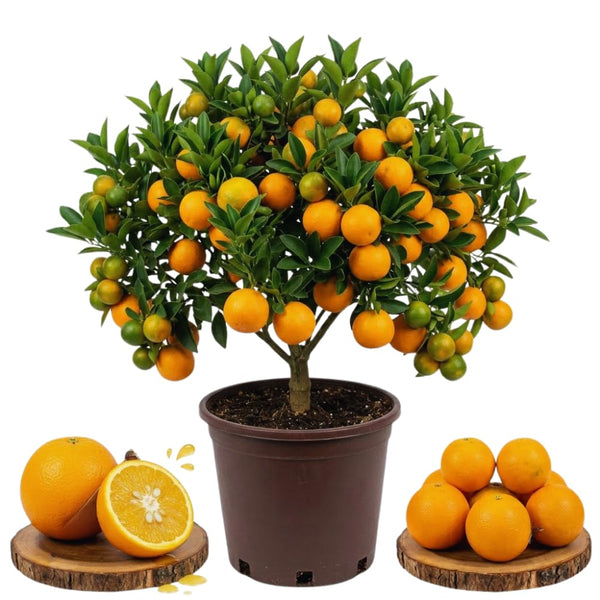 Valencia Orange Tree Live Plant, Fruit Plant Garden, 1-2Ft Tall, 1 Gallon