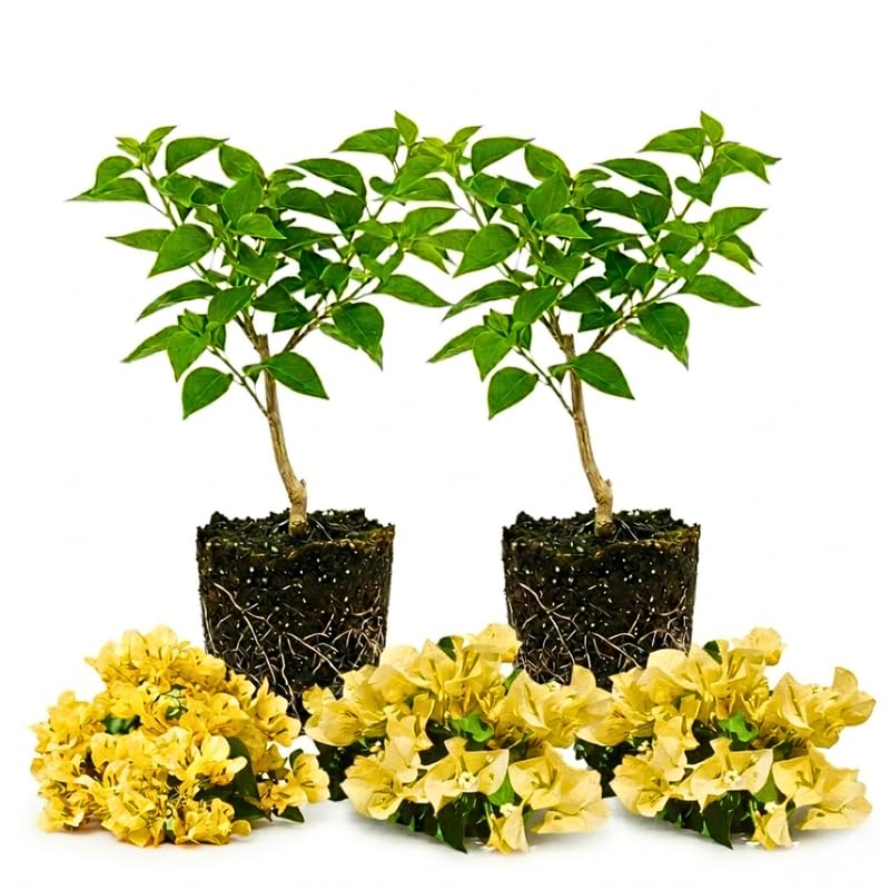 2 Bougainvillea Plants Live, Garden Flower Vine, 4-7 Inch Tall