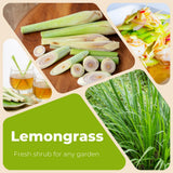 3 Lemongrass Plants Live, Home Garden Plant, 4-6 Inch Tall