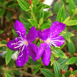 Purple Live Tibouchina Princess Plant, Garden Shrub, 3-5 Inch Tall