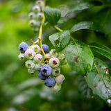 2 Elliott Blueberry Plants Live, Home Garden Plant, 4-7 Inch Tall