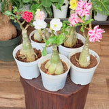 Assorted Desert Rose Live Plant, Adenium Obesum Flowers, 4-6 Inch Tall