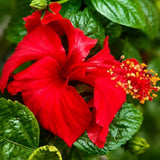 Set of 3 Hardy Hibiscus Live Plants, Bright Red Hibiscus Plant, 4–6" Tall