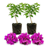 2 Purple Bougainvillea Live Plants, Trellis Vine Plant, 4-7 Inch Tall