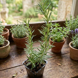 Live Rosemary Plant, 4 Inc Pot, Fragrant Herb Plant, 5-8 Inch Tall
