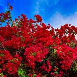 2 Red Bougainvillea Live Plants, Container Vine Plant, 4-7 Inch Tall