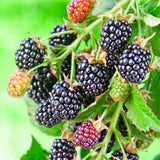 2 Arapaho BlackBerry Live Plants, Berry Bush, 4-7 Inch Tall