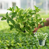 Mint Live Plant, Indoor Outdoor Herb Plant, 2-3 Inch Tall