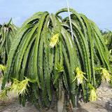 Set 3 Baby Dragon Fruit Plants Live, Dragonfruit Tree Hardy Tropical Vine for Outdoor Garden, Patio, or Container Planting, No Pot