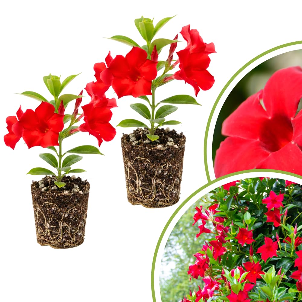 2 Red Live Mandevilla Plants, Indoor Outdoor Plant, 4-6 Inch Tall